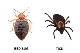 9 bugs that look like bed bugs