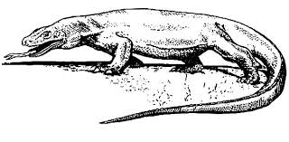 Click the button below to download and print this coloring sheet. Komodo Dragon Colouring Pictures