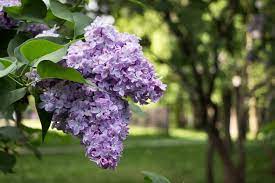That said, you can grow lilacs in the mountains of carolina quite easily. Can Lilacs Grow In Zone 9 Choosing Zone 9 Lilac Varieties