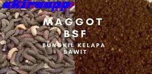 Mengintip cara budidaya maggot bsf mas rohit di desa papringan. Budidaya Maggot Bsf Latest Version For Android Download Apk
