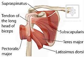 The shoulder complex comprises 30 muscles. Shoulder Tendons Shoulderdoc