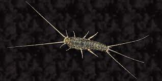 how to get rid of silverfish in your home