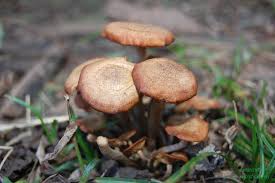 Oklahoma Mushroom Id Request Mushroom Hunting And