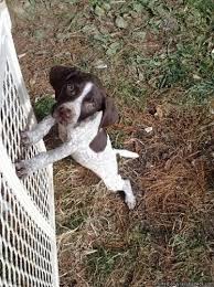 A german shorthaired pointer mix will probably be cheaper to buy than a pedigree puppy, but will incur the same lifetime costs. Akc German Shorthaired Pointer Puppies Price 700 For Sale In Bluefield Virginia Best Pets Online