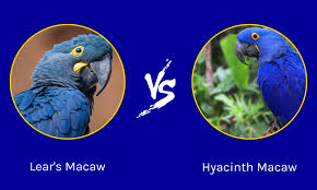 lear s macaw vs hyacinth macaw a z