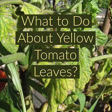Check spelling or type a new query. 7 Causes Cures Of Yellow Leaves On Tomato Plants Dengarden