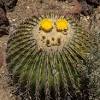 Barrel cacti are various members of the two genera echinocactus and ferocactus, found in the deserts of southwestern north america. 1