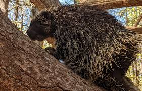 These sometimes dangerous animals are often abandoned because they can be unmanageable as pets. The Porcupine And The Wolf Tree Unh Extension