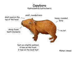 Capybara animal cartoon coloring page vector. Capybara