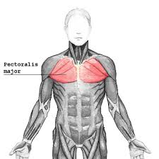 Chest muscles anatomy for bodybuilders. Pull Up Muscles Which Muscles Are Used For Pull Ups