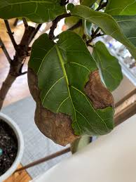 fiddle leaf fig brown patches house