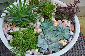 Plant Succulents In A Container Garden