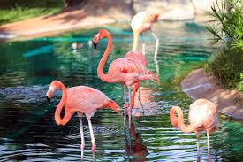 honolulu zoo a 42 acre wildlife