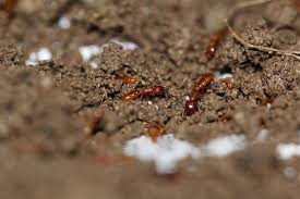 red ant pests of bhutan