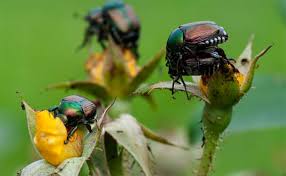 Tried the soapy water spray this morning. The Story Of Japanese Beetles And How To Fight Them