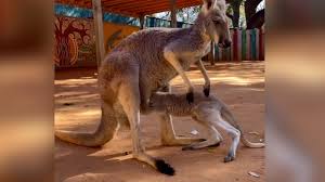 baby kangaroo struggles to get into mom