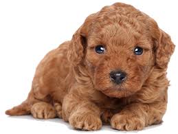 toy poodle puppies in pa toy