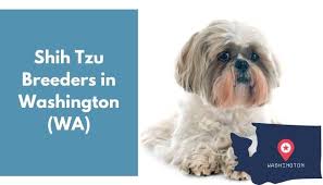 Be informed & save more shih tzu dog,shih tzu, shih tzu puppies, shih tzu puppies for sale 12 Shih Tzu Breeders In Washington Wa Shih Tzu Puppies For Sale Animalfate