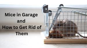 mice in garage how to get rid of them
