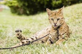 Serval cats are domesticated in some households, but they are still wild animals. What Is A Savannah Cat If You Can Get The Serval Hybrid In The Uk And Laws Around Owning Big Cats Explained The Scotsman