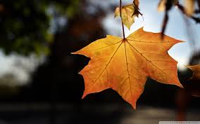 maple leaf autumn landscape desktop