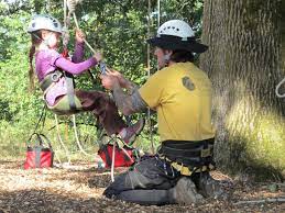 professional tree climber