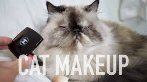 putting makeup on cat tutorial