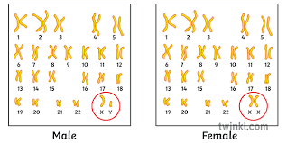 Check spelling or type a new query. Human Karyotype Male Female Comparison Diagram Sex Genetic Genes Gender