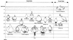 A Handy Bulb Planting Depth Chart Planting Bulbs