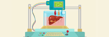 Webmd's liver anatomy page provides detailed images, definitions, and information about the liver. Poietis 4d Bioprinting Liver Model Could Improve Drug Toxicity Testing