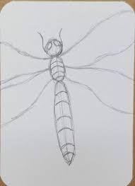 how to draw a dragonfly step by step
