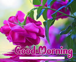 Here you can also search good morning flowers with message so let's checkout those picture what your favorite. Purple Flower With Good Morning Wishes Pix Trends
