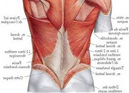 Dans la suite de cet article, découvrez 4 causes possibles à l'origine de la douleur dans le bas du dos. Douleur Cote Gauche Sous Les Cotes Et Dos Mal De Dos Chronique Causes Resultats La Selection Expert 2020