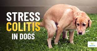 stress colitis in dogs dogs naturally