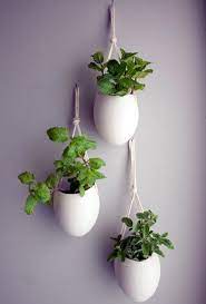 feng shui plants for harmony and