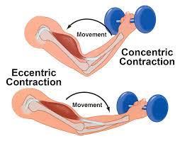eccentric contractions for positive