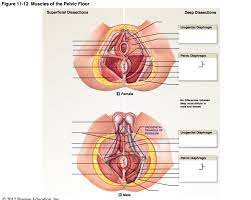 a p diagram 11 12 muscles of the pelvic