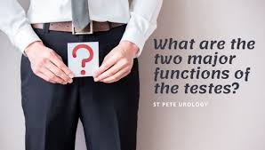 Usually, calculating mouse clicks is referred to as 'cps test''(clicks per second test). What Are The Two Major Functions Of The Testes St Pete Urology