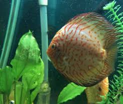 discus laid eggs how to care for