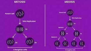 mitosieiosis explained how