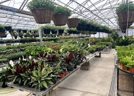 rochester area nurseries and greenhouses