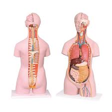 Their function is to filter blood and form urine, which is excreted. Human Torso With Interchangeable Organs And Open Back For Biology At Rs 6000 Per Piece Ambala Id 20738278330