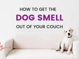 how to get dog smell out of your couch