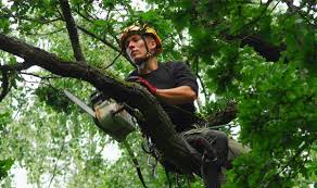 Keep an eye on the events calendar for upcoming meetings, training and volunteer events! How To Get An Arborist License In Texas