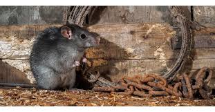 Get Rid Of Rats In Walls And Ceiling