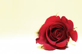 single red rose free stock photo