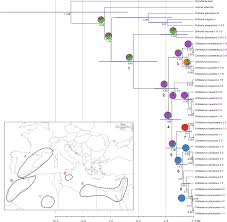 Species diversification in the Mediterranean genus Chiliadenus ...