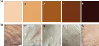 essment of visual liver colour