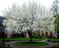 cleveland pear tree guide ing