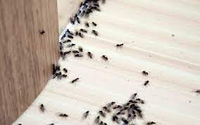 Ant pest control products should be chosen with care; The Pitfalls Of Do It Yourself Pest Control Terminix